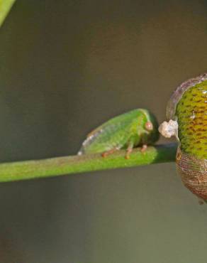 Fotografia 8 da espécie Sagittaria longiloba no Jardim Botânico UTAD