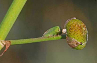 Fotografia da espécie Sagittaria longiloba