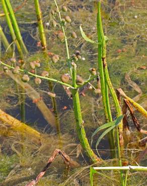 Fotografia 9 da espécie Sagittaria longiloba no Jardim Botânico UTAD