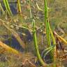 Fotografia 9 da espécie Sagittaria longiloba do Jardim Botânico UTAD