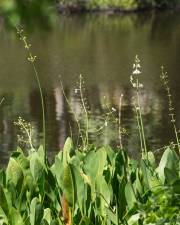 Fotografia da espécie Sagittaria lancifolia