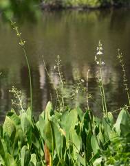 Sagittaria lancifolia