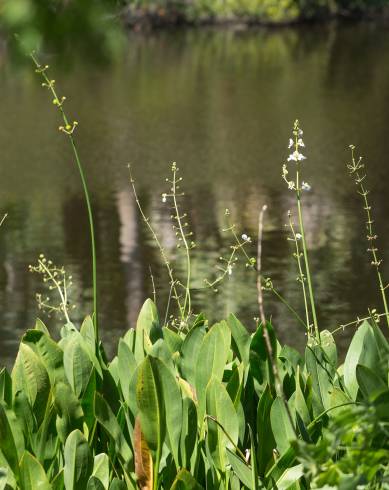 Fotografia de capa Sagittaria lancifolia - do Jardim Botânico