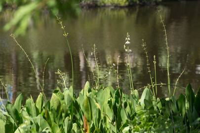 Fotografia da espécie Sagittaria lancifolia