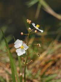 Fotografia da espécie Sagittaria lancifolia