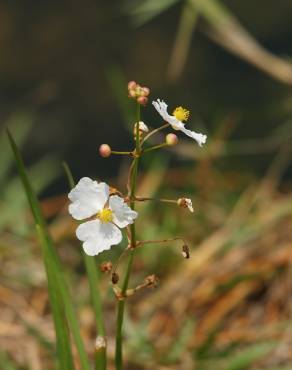 Fotografia 3 da espécie Sagittaria lancifolia no Jardim Botânico UTAD