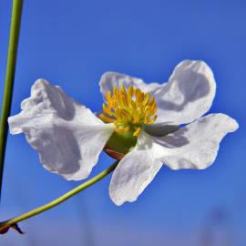 Fotografia da espécie Sagittaria lancifolia