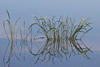 Fotografia da espécie Sagittaria lancifolia