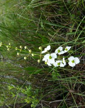 Fotografia 6 da espécie Sagittaria lancifolia no Jardim Botânico UTAD