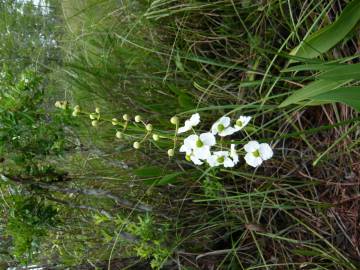 Fotografia da espécie Sagittaria lancifolia