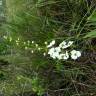 Fotografia 6 da espécie Sagittaria lancifolia do Jardim Botânico UTAD