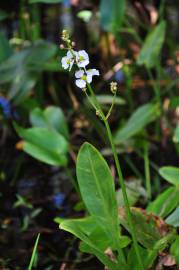 Fotografia da espécie Sagittaria lancifolia