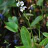 Fotografia 7 da espécie Sagittaria lancifolia do Jardim Botânico UTAD