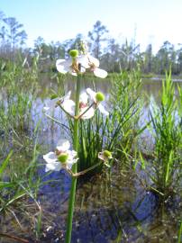 Fotografia da espécie Sagittaria lancifolia