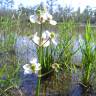 Fotografia 8 da espécie Sagittaria lancifolia do Jardim Botânico UTAD