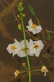 Fotografia da espécie Sagittaria lancifolia