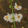 Fotografia 9 da espécie Sagittaria lancifolia do Jardim Botânico UTAD