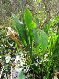 Fotografia da espécie Sagittaria lancifolia