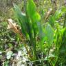 Fotografia 10 da espécie Sagittaria lancifolia do Jardim Botânico UTAD