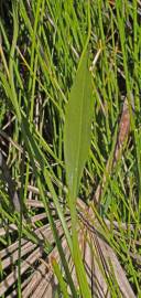 Fotografia da espécie Sagittaria lancifolia