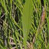 Fotografia 11 da espécie Sagittaria lancifolia do Jardim Botânico UTAD