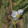 Fotografia 12 da espécie Sagittaria lancifolia do Jardim Botânico UTAD