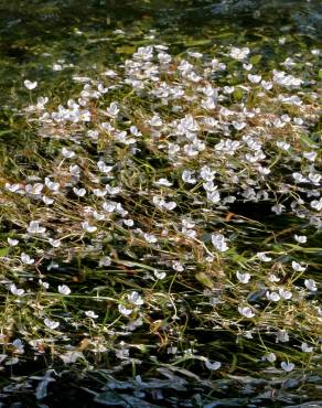 Fotografia 1 da espécie Sagittaria kurziana no Jardim Botânico UTAD