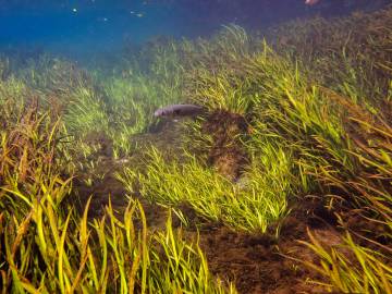 Fotografia da espécie Sagittaria kurziana