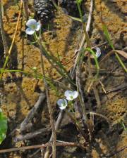 Fotografia da espécie Sagittaria isoetiformis