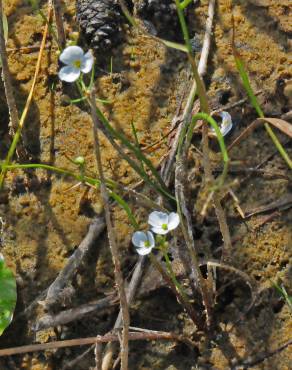 Fotografia 1 da espécie Sagittaria isoetiformis no Jardim Botânico UTAD