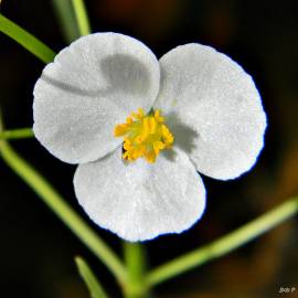 Fotografia da espécie Sagittaria isoetiformis