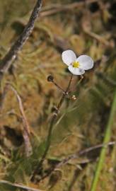 Fotografia da espécie Sagittaria isoetiformis