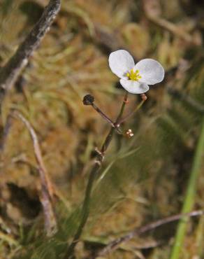 Fotografia 3 da espécie Sagittaria isoetiformis no Jardim Botânico UTAD