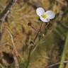 Fotografia 3 da espécie Sagittaria isoetiformis do Jardim Botânico UTAD