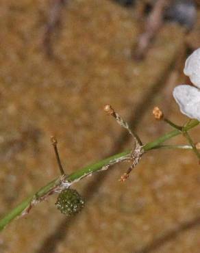 Fotografia 5 da espécie Sagittaria isoetiformis no Jardim Botânico UTAD