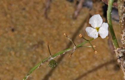 Fotografia da espécie Sagittaria isoetiformis