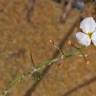 Fotografia 5 da espécie Sagittaria isoetiformis do Jardim Botânico UTAD