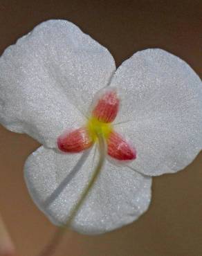 Fotografia 6 da espécie Sagittaria isoetiformis no Jardim Botânico UTAD