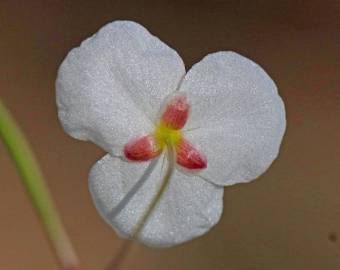 Fotografia da espécie Sagittaria isoetiformis