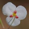 Fotografia 6 da espécie Sagittaria isoetiformis do Jardim Botânico UTAD