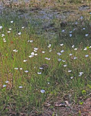 Fotografia 7 da espécie Sagittaria isoetiformis no Jardim Botânico UTAD