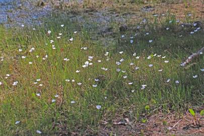 Fotografia da espécie Sagittaria isoetiformis