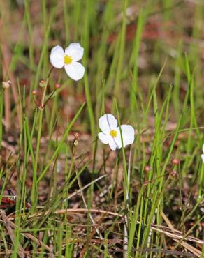 Fotografia 8 da espécie Sagittaria isoetiformis no Jardim Botânico UTAD