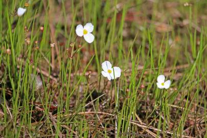 Fotografia da espécie Sagittaria isoetiformis