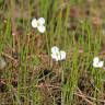 Fotografia 8 da espécie Sagittaria isoetiformis do Jardim Botânico UTAD