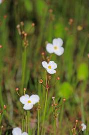 Fotografia da espécie Sagittaria isoetiformis