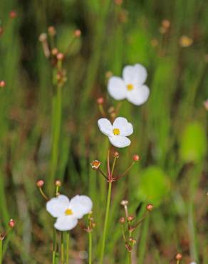 Fotografia 9 da espécie Sagittaria isoetiformis no Jardim Botânico UTAD