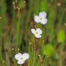 Fotografia 9 da espécie Sagittaria isoetiformis do Jardim Botânico UTAD