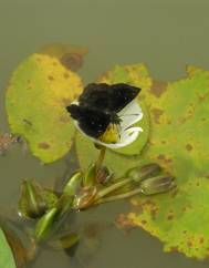 Sagittaria guayanensis