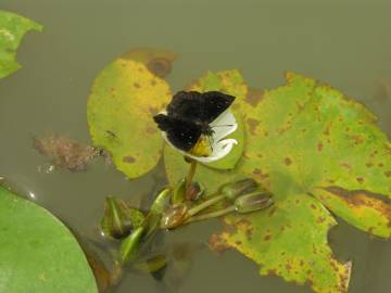 Fotografia da espécie Sagittaria guayanensis